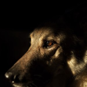 Canine Photography