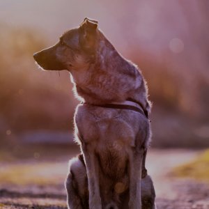 Canine Photography