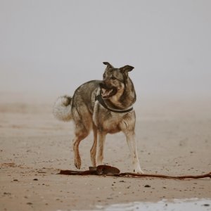 Canine Photography