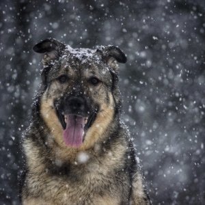 Canine Photography