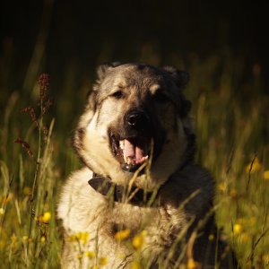 Canine Photography
