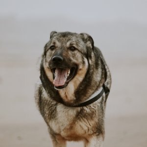 Canine Photography