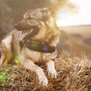 Canine Photography