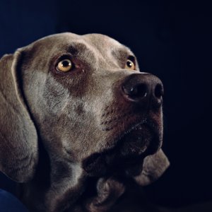 Canine Photography