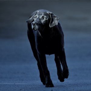 Canine Photography