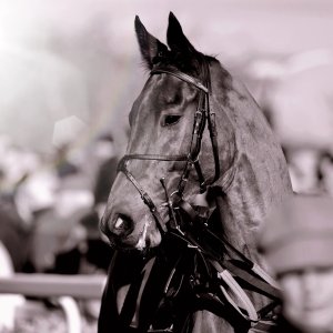 Aintree | Becher Chase | 3/12/22