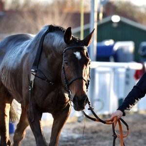 Aintree | Becher Chase | 3/12/22