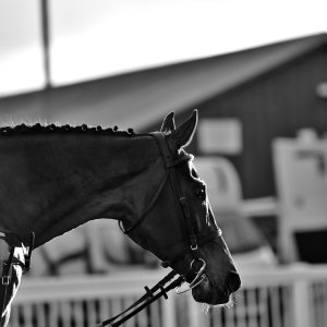 Aintree | Becher Chase | 3/12/22