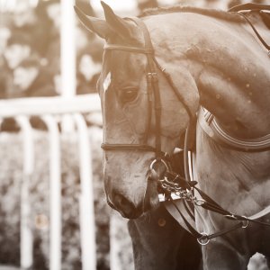 Aintree | Becher Chase | 3/12/22