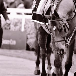 Aintree | Becher Chase | 3/12/22