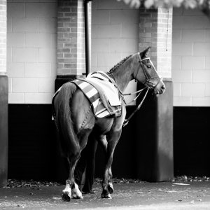 Aintree | Becher Chase | 3/12/22