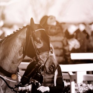 Aintree | Becher Chase | 3/12/22