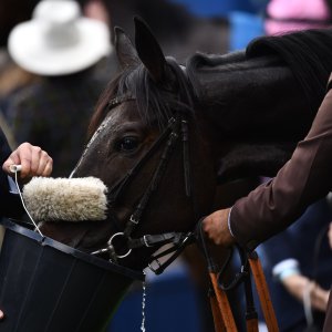 Ascot | QIPCO British Champions | 19/10/24