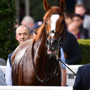 Ascot | QIPCO British Champions | 19/10/24