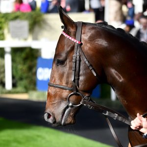 Ascot | QIPCO British Champions | 19/10/24