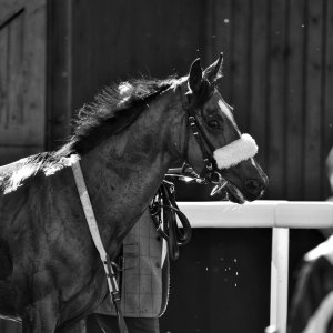 Catterick | Jubille Raceday | 3/6/22
