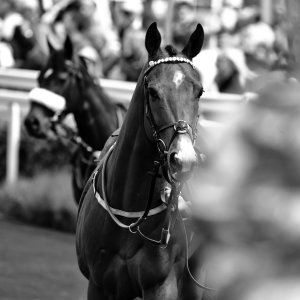 Catterick | Jubille Raceday | 3/6/22