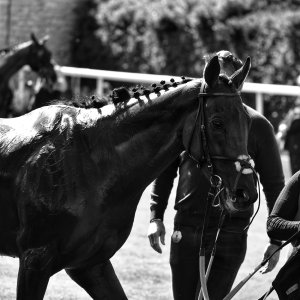 Catterick | Jubille Raceday | 3/6/22
