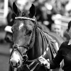 Catterick | Jubille Raceday | 3/6/22