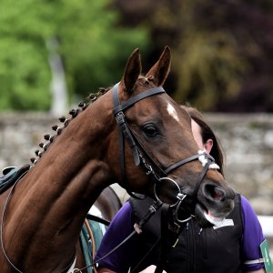 Catterick | Jubille Raceday | 3/6/22