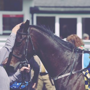 Catterick | Jubille Raceday | 3/6/22