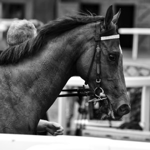 Catterick | Jubille Raceday | 3/6/22