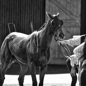 Catterick | Jubille Raceday | 3/6/22