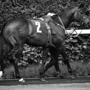 Catterick | Jubille Raceday | 3/6/22