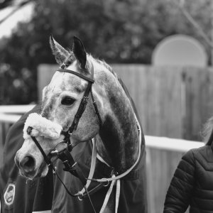 Doncaster | Sky Bet Chase | 28/1/23