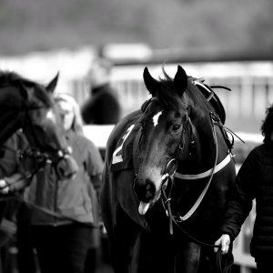 Doncaster | Sky Bet Chase | 28/1/23