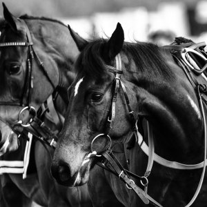 Doncaster | Sky Bet Chase | 28/1/23