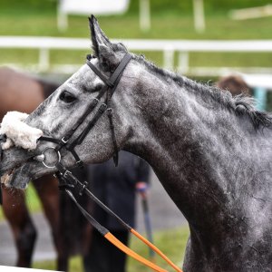 Doncaster | Sky Bet Chase | 28/1/23