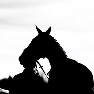 Doncaster | Sky Bet Chase | 28/1/23