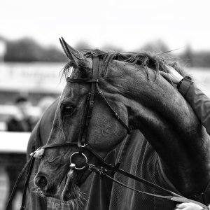 Doncaster | Sky Bet Chase | 28/1/23