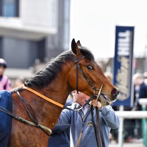 Doncaster | The Lincoln | 23/03/24