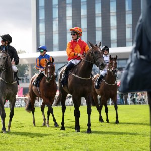 Doncaster | St Leger | 12,13/9/25