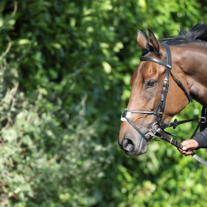 Doncaster | St Leger | 12,13/9/25