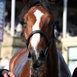 Doncaster | St Leger | 12,13/9/25