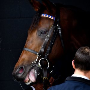 Doncaster | William Hill Trophy | 26/10/24