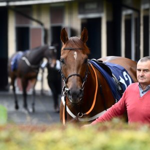 Doncaster | William Hill Trophy | 26/10/24