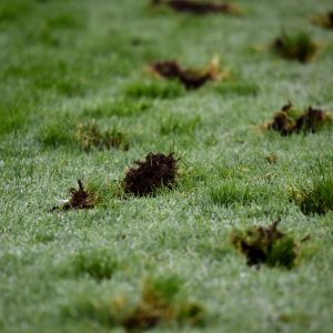 Doncaster | William Hill Trophy | 26/10/24