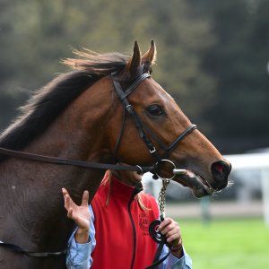 Doncaster | William Hill Trophy | 26/10/24