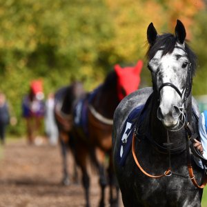 Doncaster | William Hill Trophy | 26/10/24