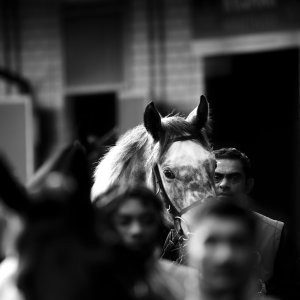 Doncaster | William Hill Trophy | 26/10/24