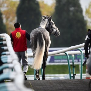 Doncaster | William Hill Trophy | 26/10/24