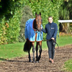 Doncaster | William Hill Trophy | 26/10/24