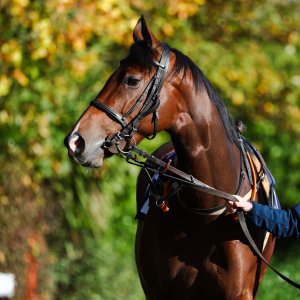 Doncaster | William Hill Trophy | 25/10/25