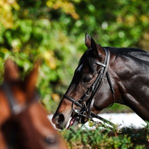 Doncaster | William Hill Trophy | 25/10/25