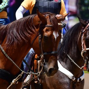 Texas | The Kentucky Derby Day | 3/5/25