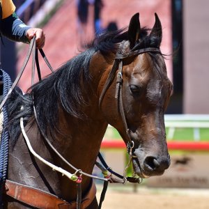 Texas | The Kentucky Derby Day | 3/5/25